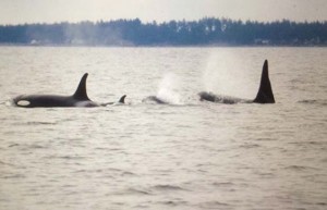 It's a girl! Scientists confirm rare new orca calf is female