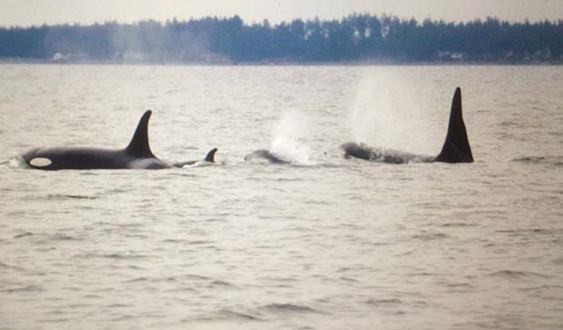 It’s a girl! Scientists confirm rare new orca calf is female