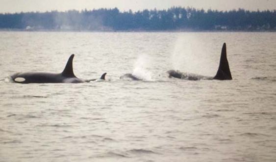 It's a girl! Scientists confirm rare new orca calf is female