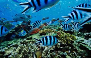 Oceans are warming so fast that readings are now off the chart, Report