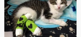 Pedro the kitten's rescuer facing fraud (Video)