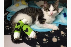Pedro the kitten's rescuer facing fraud (Video)