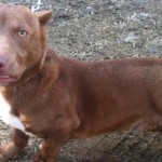 Pit Bull Dachshund mix up for adoption in Georgia (Video)