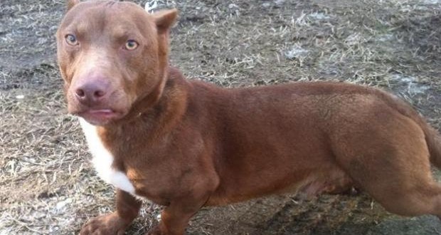 Pit Bull Dachshund mix up for adoption in Georgia (Video)