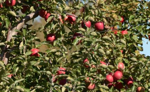 Recall underway of Scotian Gold apple slices, Report