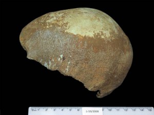 Researchers find skull fossils proving early humans' migration theories correct
