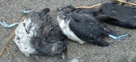 Researchers puzzled over Pacific Coast seabird die-off
