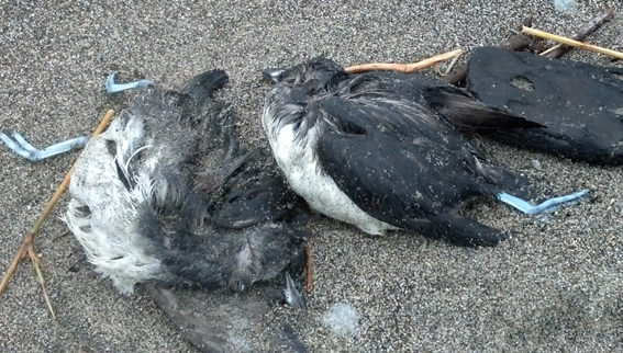 Researchers puzzled over Pacific Coast seabird die-off
