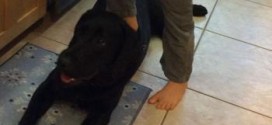 Sarah Palin Dog - Photo : Sarah Palin posts pictures of son standing on 'lazy' family dog, Internet goes nuts