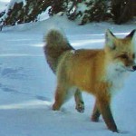 Sierra Nevada Red Fox Spotted in Yosemite Park (Photo)