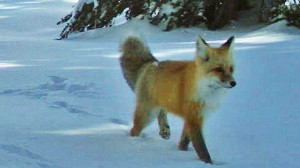 Sierra Nevada Red Fox Spotted in Yosemite Park (Photo)