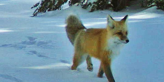 Sierra Nevada Red Fox Spotted in Yosemite Park (Photo)