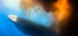 Sperm whale blasts tons of shit all over the place (Video)
