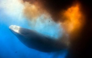 Sperm whale blasts tons of shit all over the place (Video)