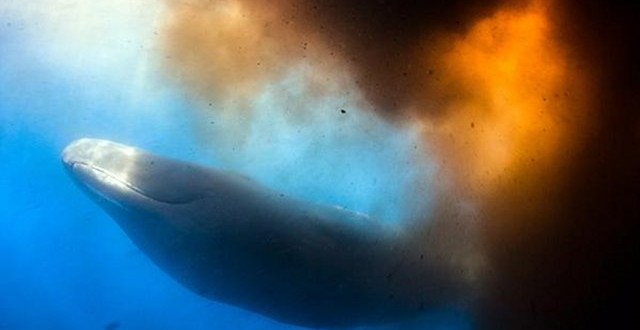 Sperm whale blasts tons of shit all over the place (Video)