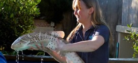 Two baby Zebra sharks on display at Aquarium of Pacific