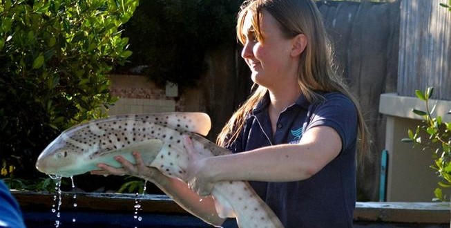 Two baby Zebra sharks on display at Aquarium of Pacific