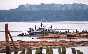 Two distressed sea lions in Fanny Bay rescued (Video)