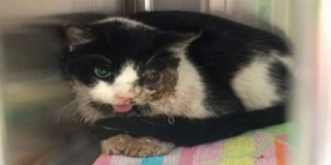 Zombie Cat : Five days after burial, Tampa cat crawls back from grave (Video)