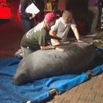 19 manatees freed after being stuck in drain (Video)