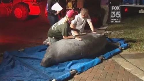 19 manatees freed after being stuck in drain (Video)