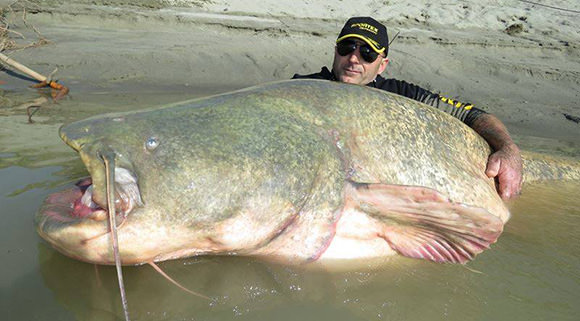 280 Pound Catfish : Man catches giant cannibal catfish (Video - Photo)