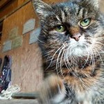 At 29, cat may be world's oldest (Photo)