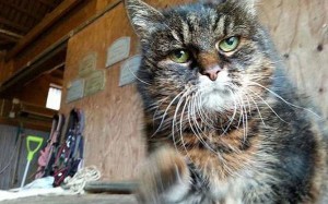 At 29, cat may be world's oldest (Photo)