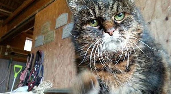 At 29, cat may be world's oldest (Photo)