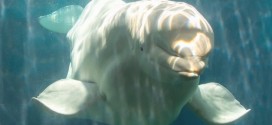 Beluga whale from Vancouver Aquarium dies at SeaWorld Theme Park