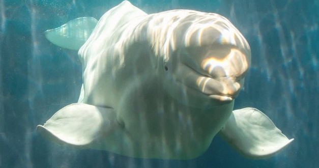 Beluga whale from Vancouver Aquarium dies at SeaWorld Theme Park