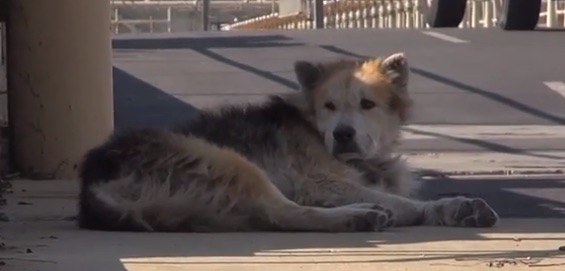 Dog Rescue : Mufasa the dog’s second chance goes viral (Video)