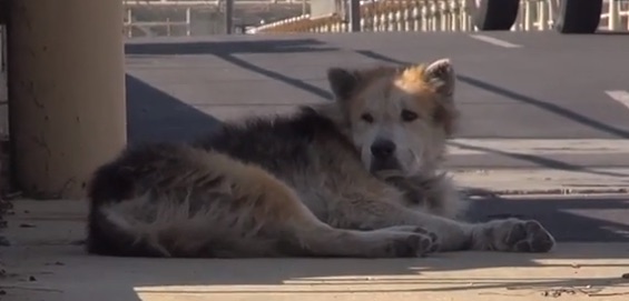 Dog Rescue : Mufasa the dog's second chance goes viral (Video)