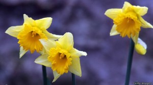 Don't Eat Daffodils: Shops warned over daffodil food confusion