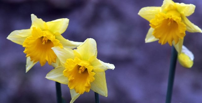 Don’t Eat Daffodils Shops warned over daffodil food confusion