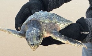 Endangered turtle washes up on beach near Abbotsham (Photo)