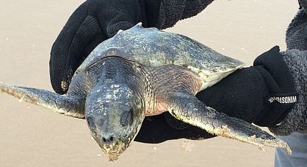 Endangered turtle washes up on beach near Abbotsham (Photo)