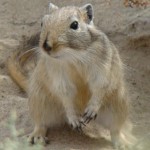 Gerbils may have been responsible for Black Death, Study