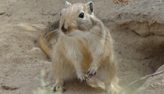 Gerbils may have been responsible for Black Death, Study