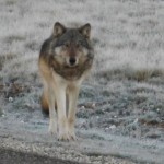 Grand Canyon wolf was shot and killed in December, officials say