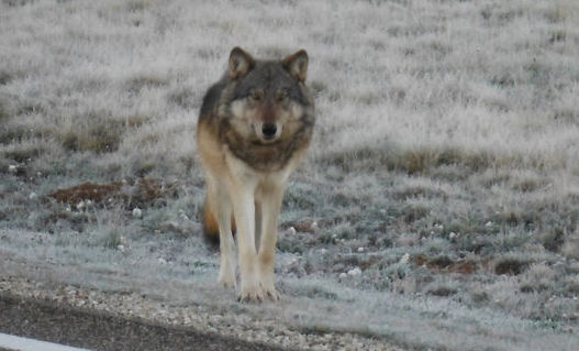 Grand Canyon wolf was shot and killed in December, officials say