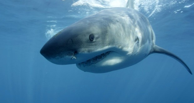 Great white shark lurking near Washington State’s Ocean Shores (Video)