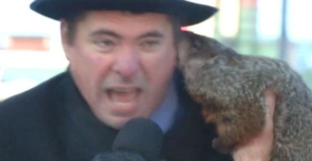 Groundhog Bites Mayor in Sun Prairie, Wis. (Video)