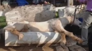 Horse stuck in bathtub freed by rescuers (Video)