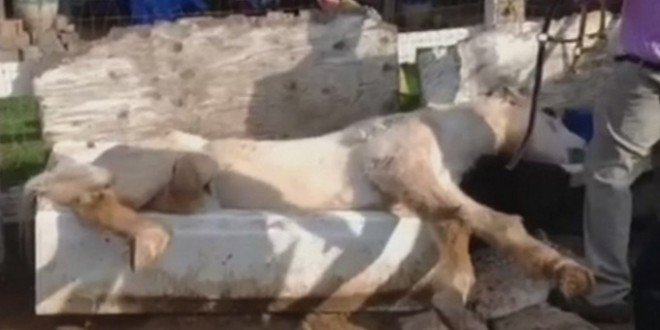 Horse stuck in bathtub freed by rescuers (Video)