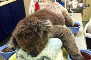 Jeremy The Koala released back into the wild (Video)