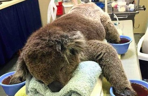 Jeremy The Koala released back into the wild (Video)