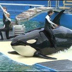 Lolita The Captive Orca To Get Endangered Protections