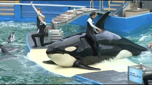 Lolita The Captive Orca To Get Endangered Protections