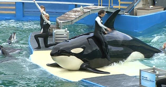 Lolita The Captive Orca To Get Endangered Protections